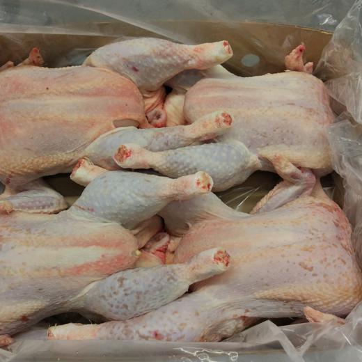 Frozen heavy (breeder) whole hen, 4 pieces/cartons. img2