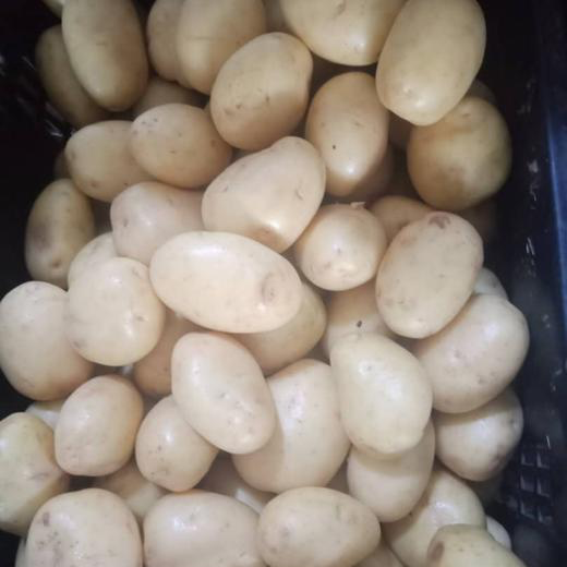 Washed potato/patata lavada